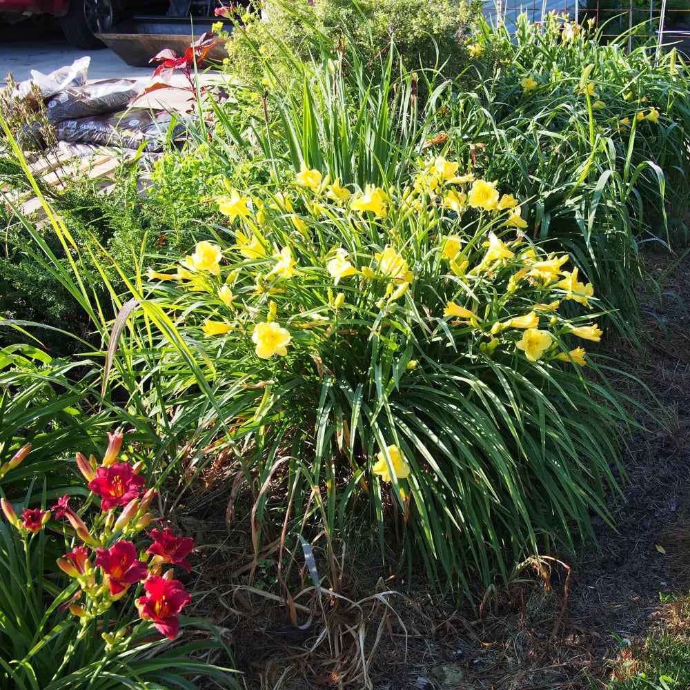 Happy Returns Daylily Perennial