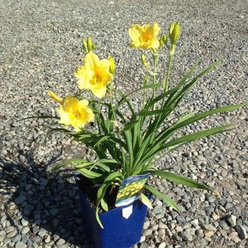 Happy Returns Daylily Perennial