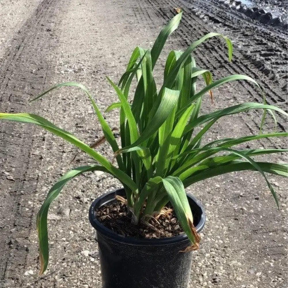 Happy Returns Daylily Perennial