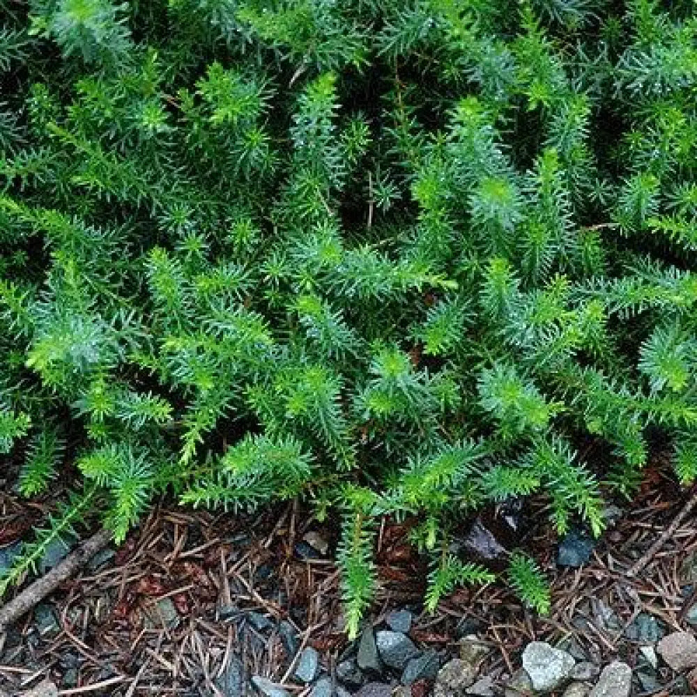 Heather White 2 GALLON Annual
