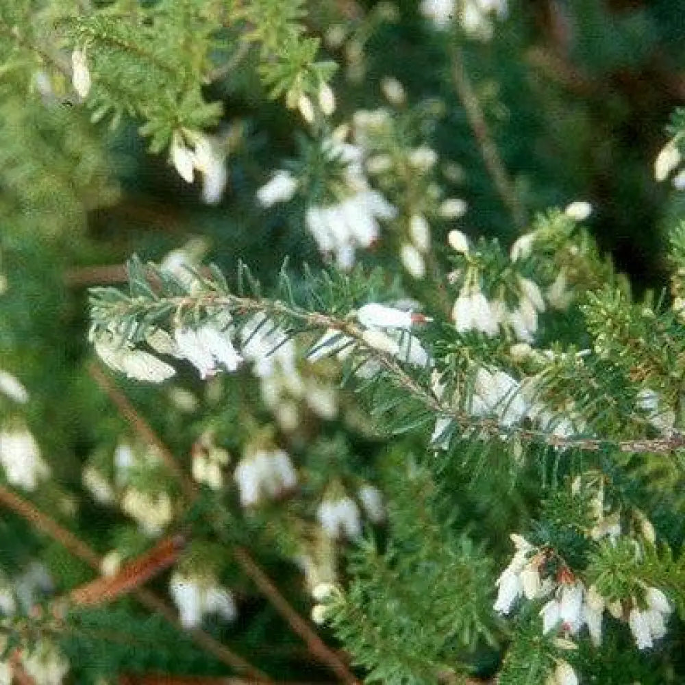 Heather White 2 GALLON Annual