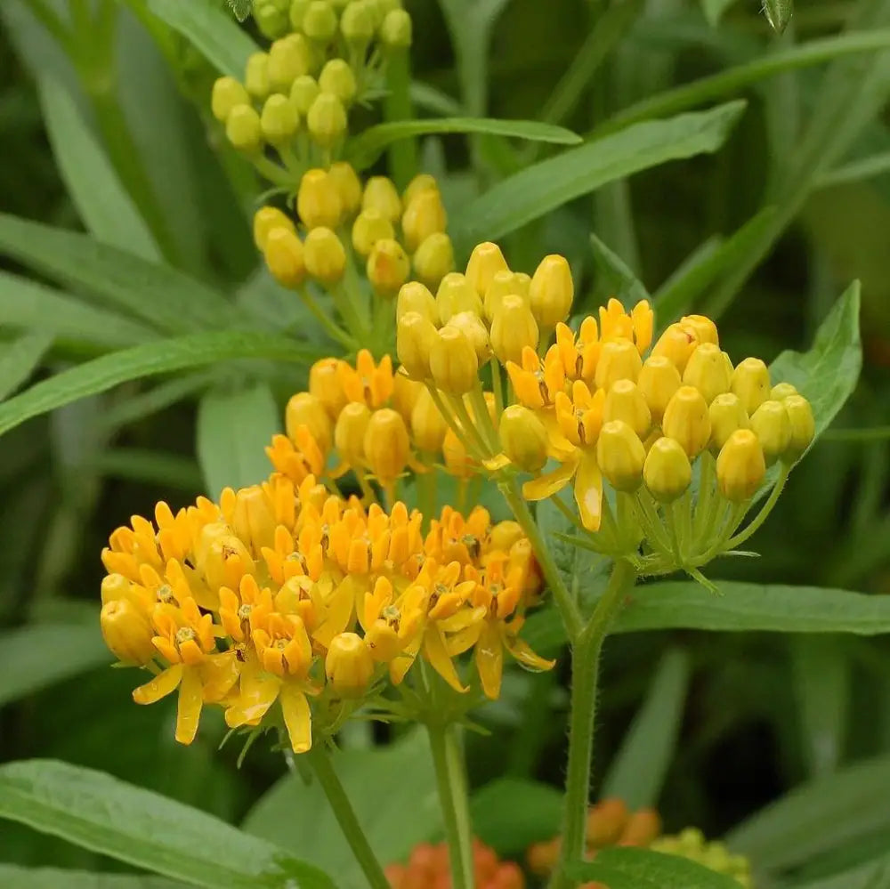 Hello Yellow Butterfly Weed 1 GALLON Perennial