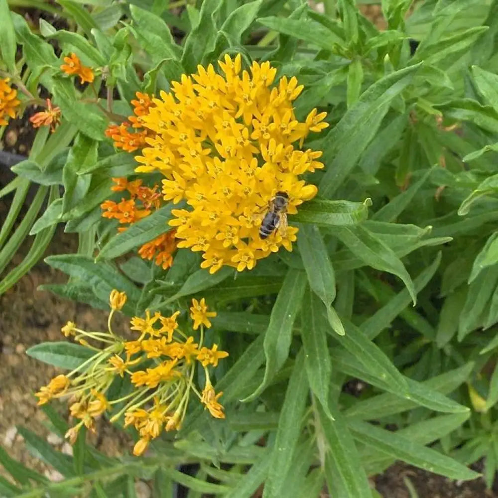 Hello Yellow Butterfly Weed 1 GALLON Perennial
