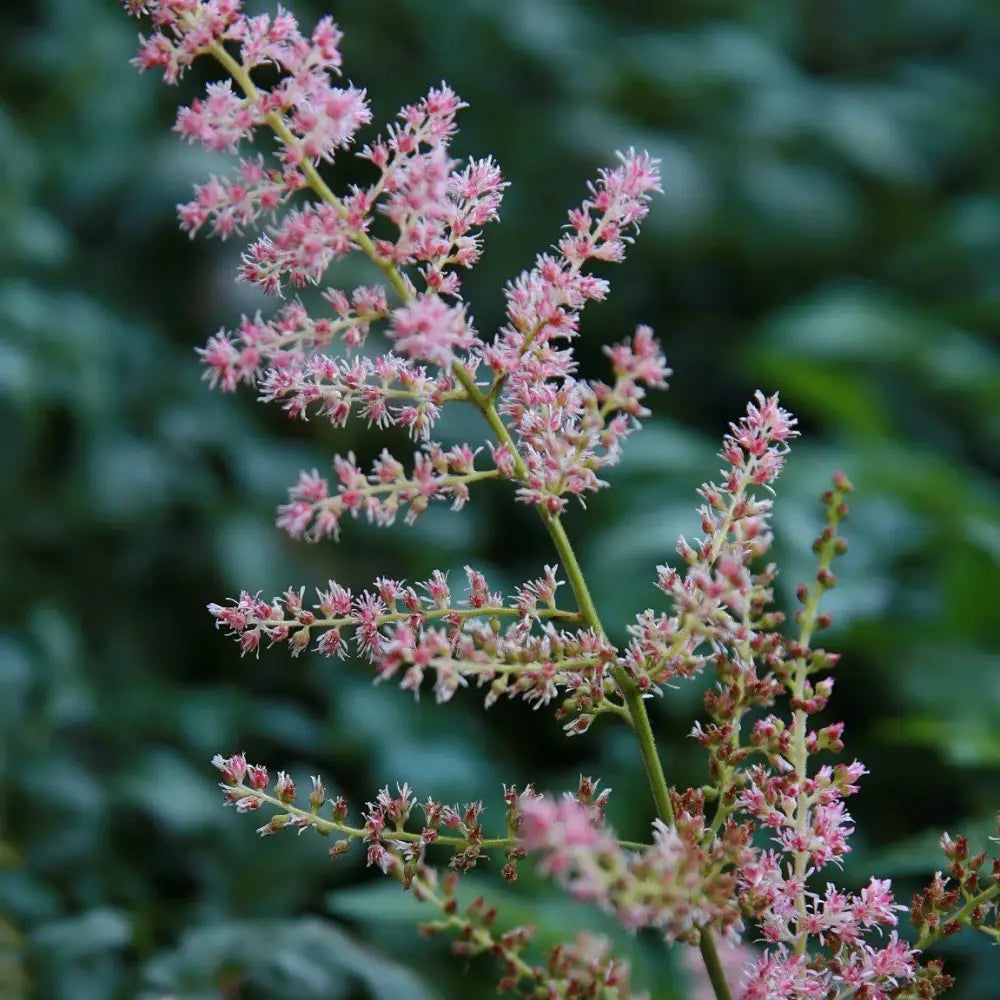 Hennie Graafland Star Astilbe 1 GALLON Perennial