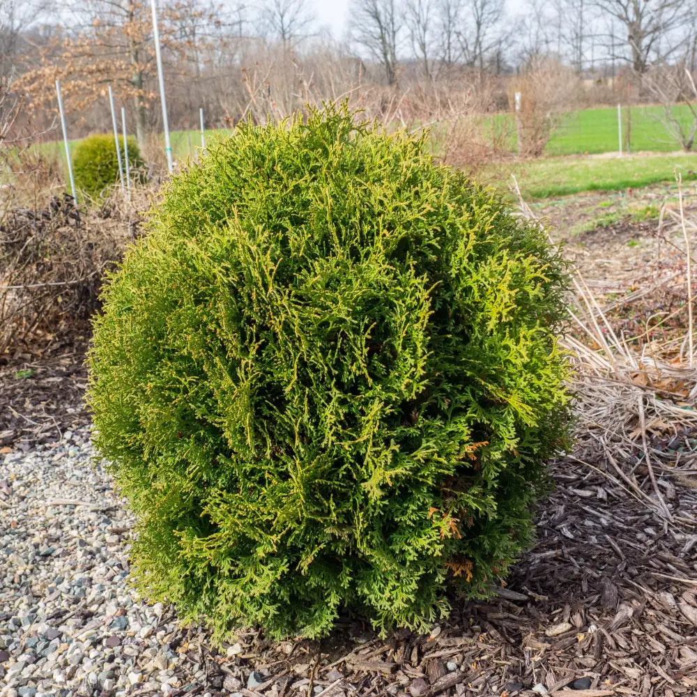 Hetz Midget Arborvitae Mini Arborvitae Conifer