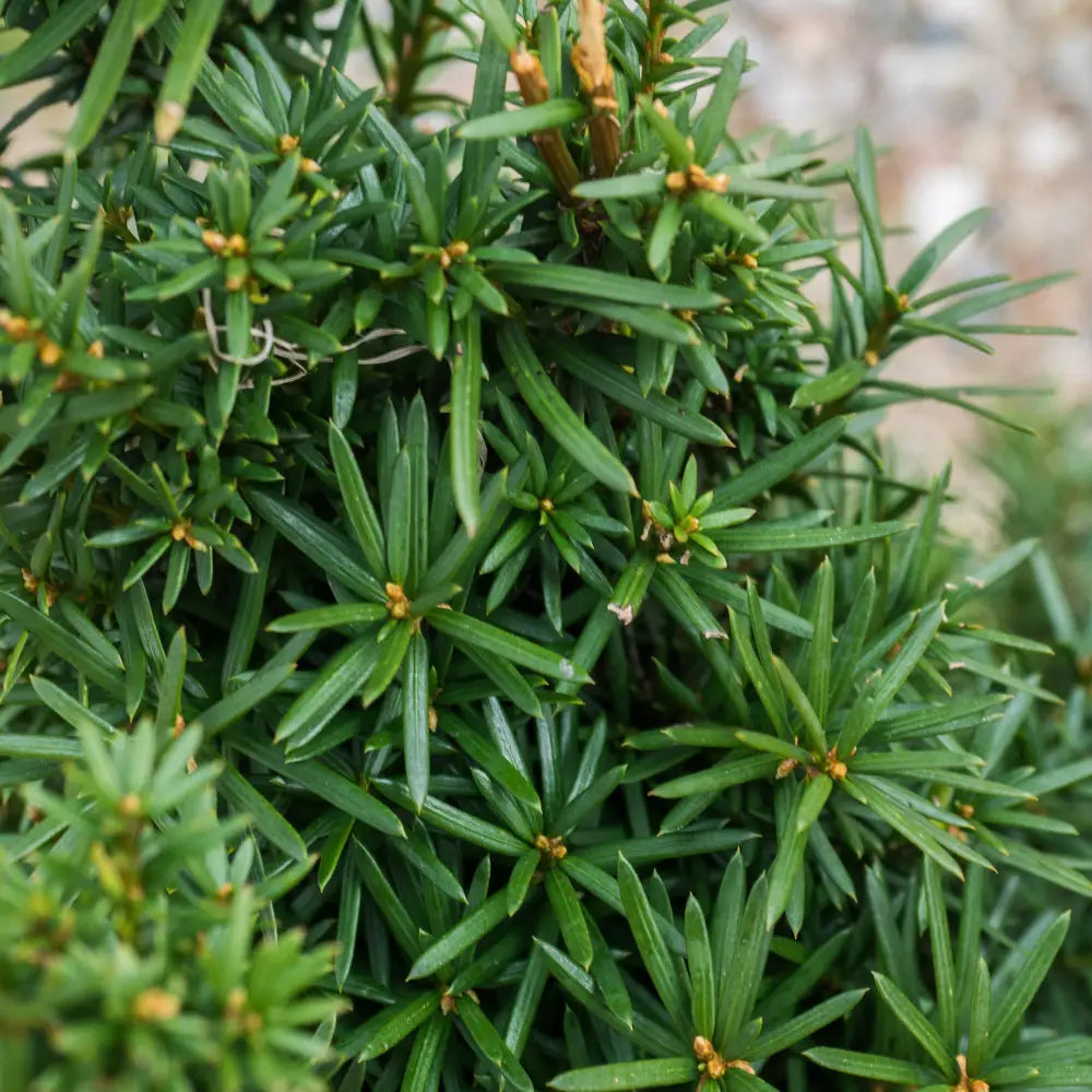 Hick’s Yew 3 GALLON Shrub