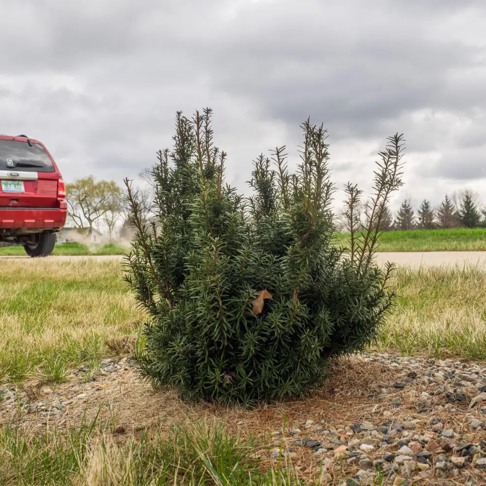 Hick’s Yew 3 GALLON Shrub