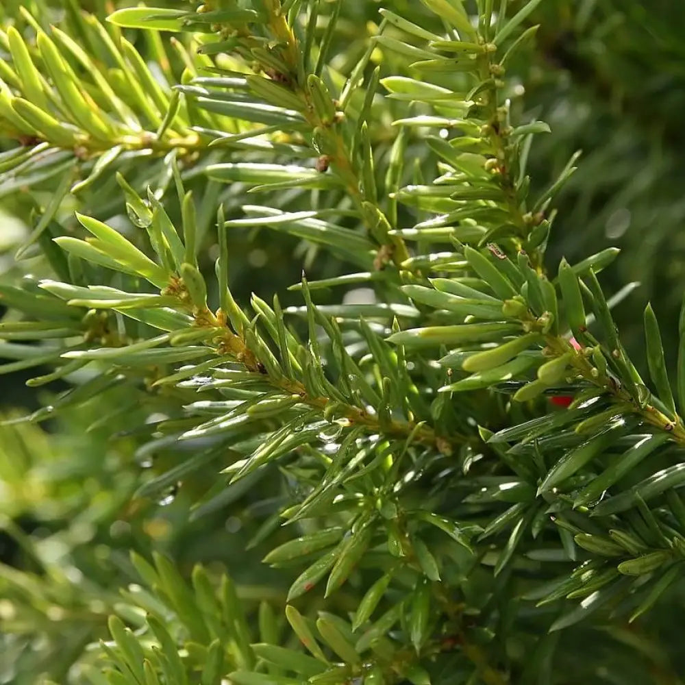 Hick’s Yew 3 GALLON Shrub