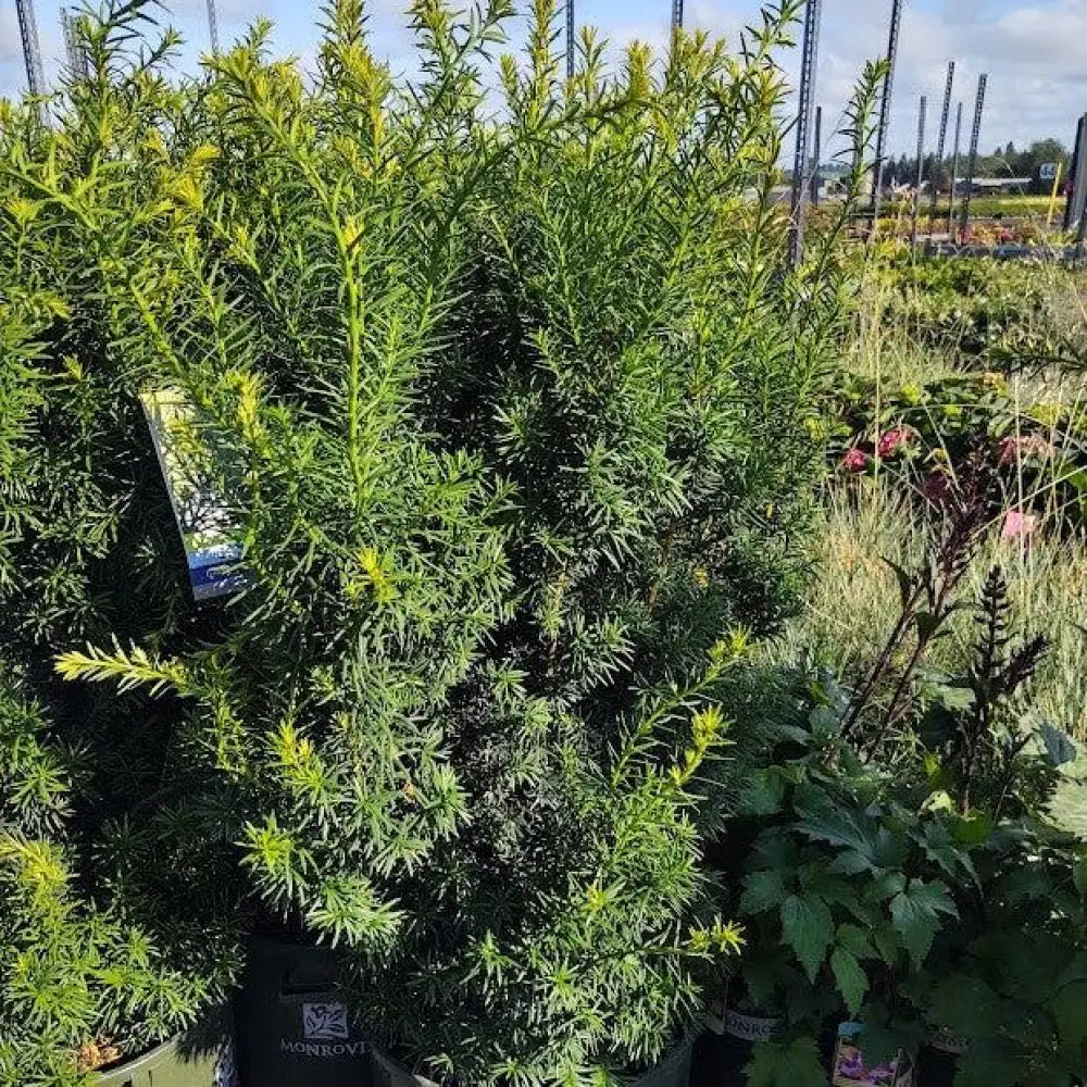 Hick’s Yew 3 GALLON Shrub