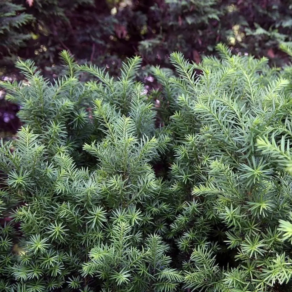 Hick’s Yew 3 GALLON Shrub