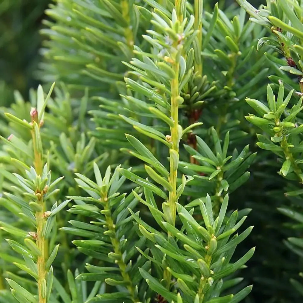 Hick’s Yew 3 GALLON Shrub
