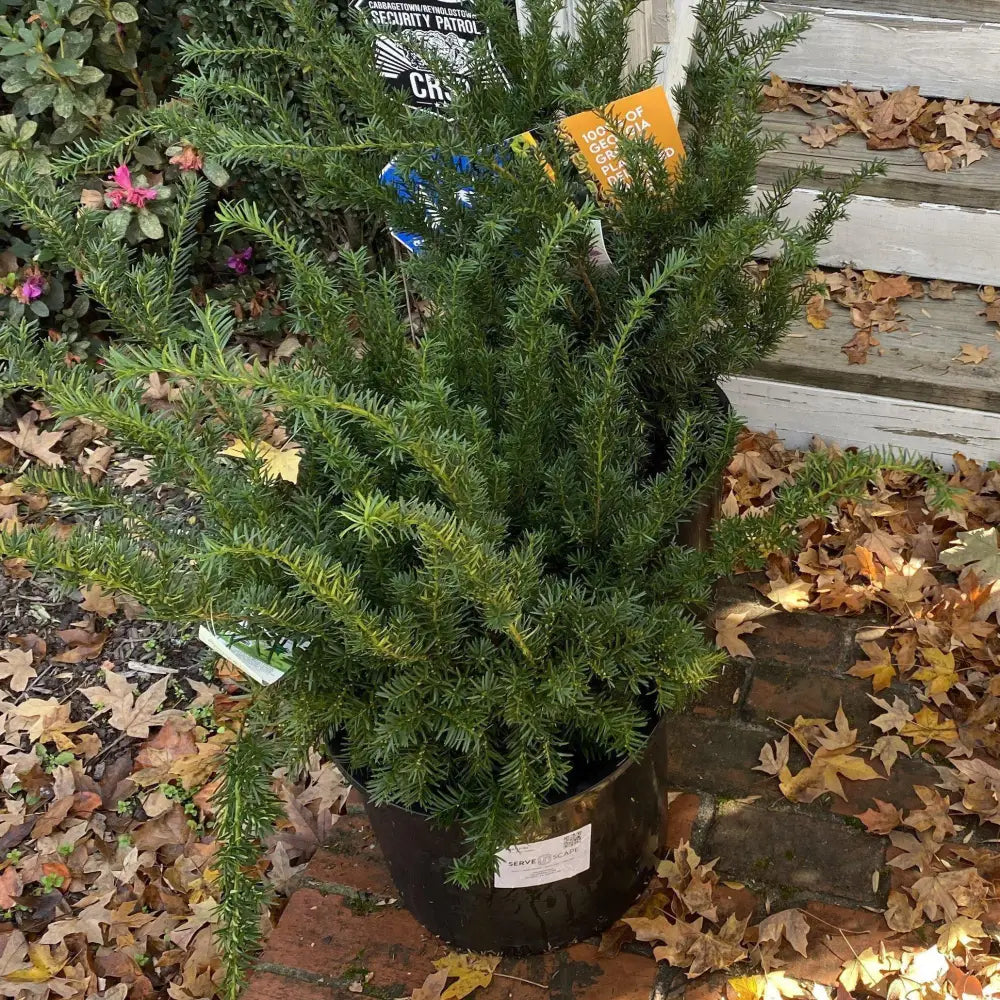 Hick’s Yew 3 GALLON Shrub