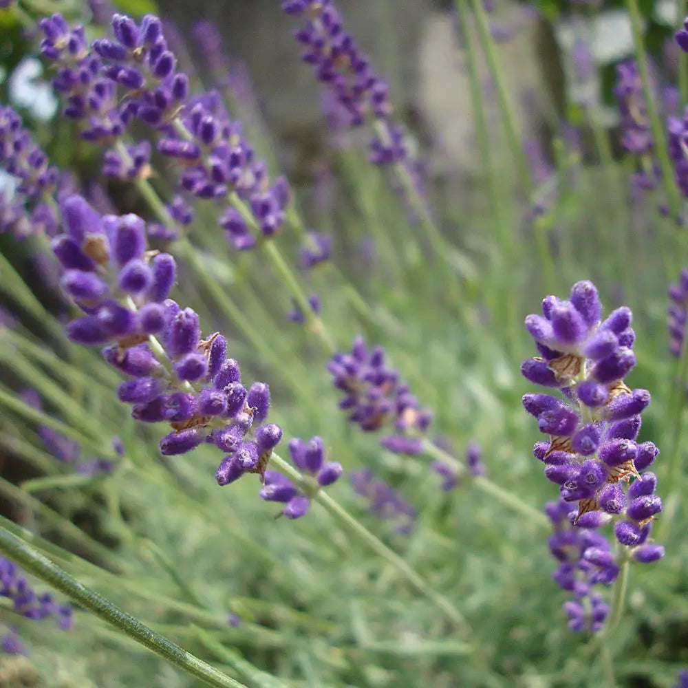Hidcote English Lavender Perennial