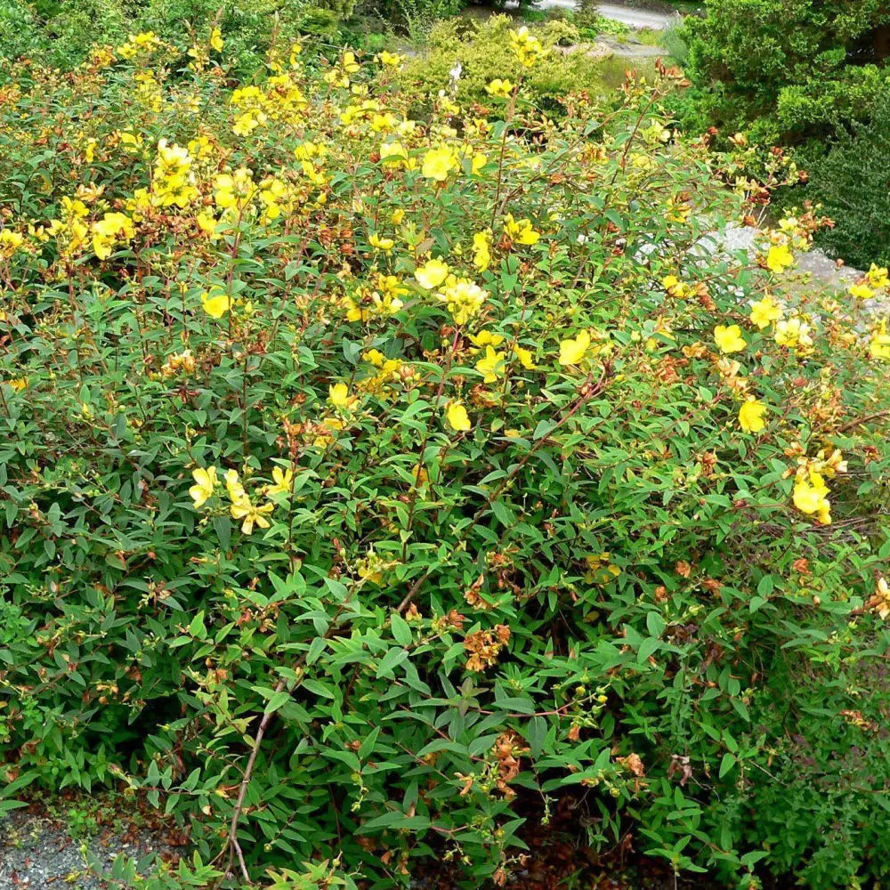 Hidcote St. John’s Wort 3 GALLON Perennial