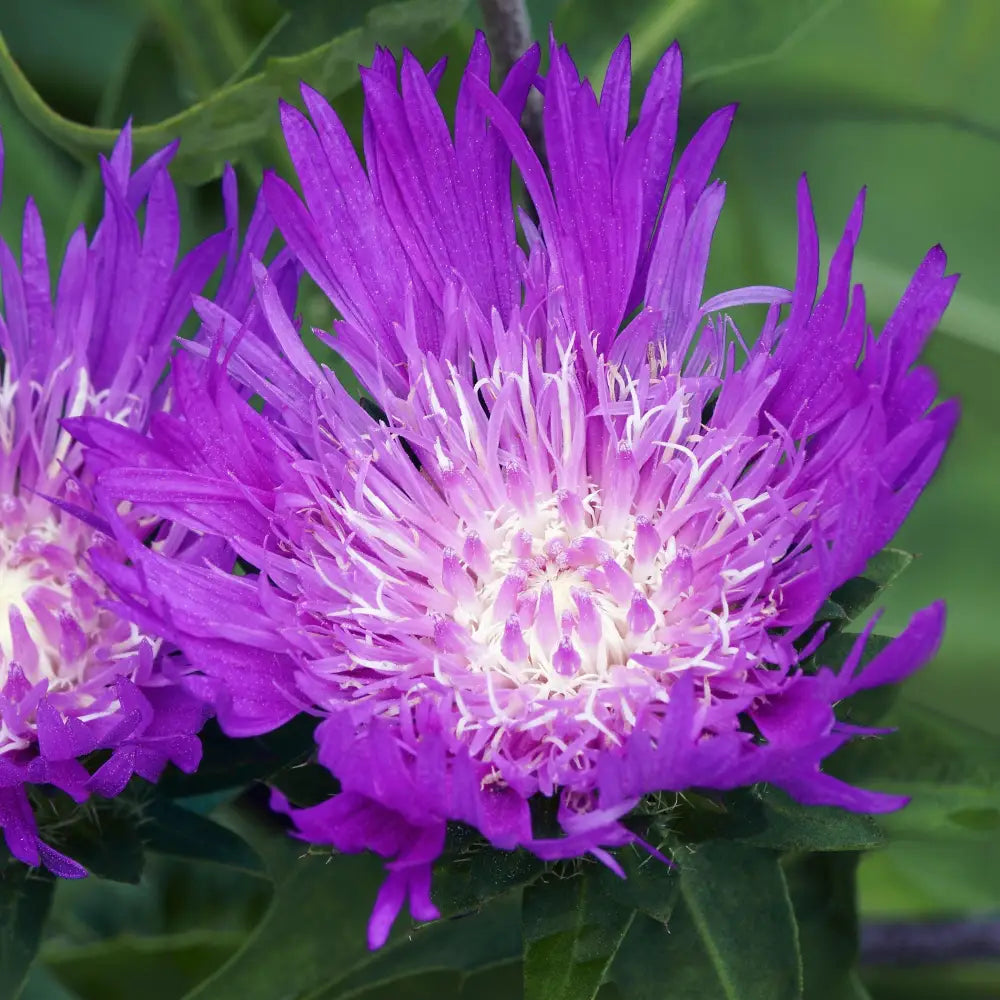 Honeysong Purple Stoke’s Aster 1 GALLON Perennial