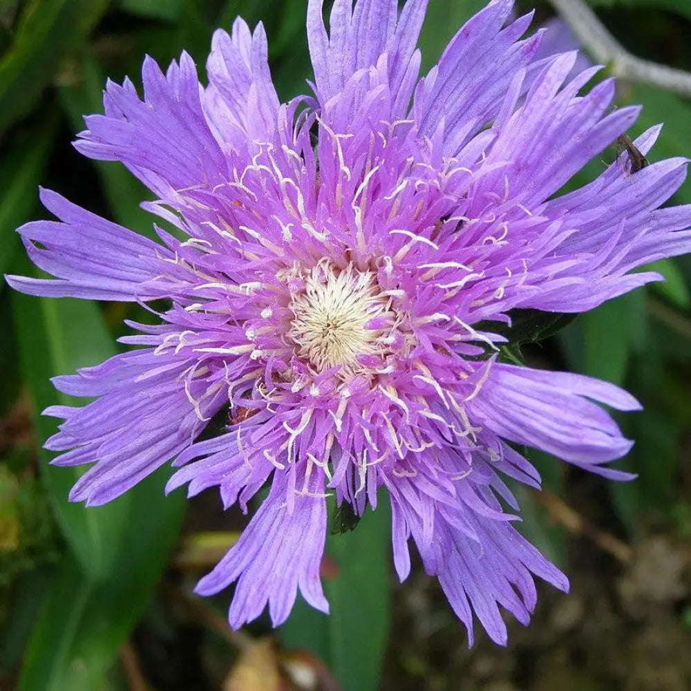 Honeysong Purple Stoke’s Aster 1 GALLON Perennial