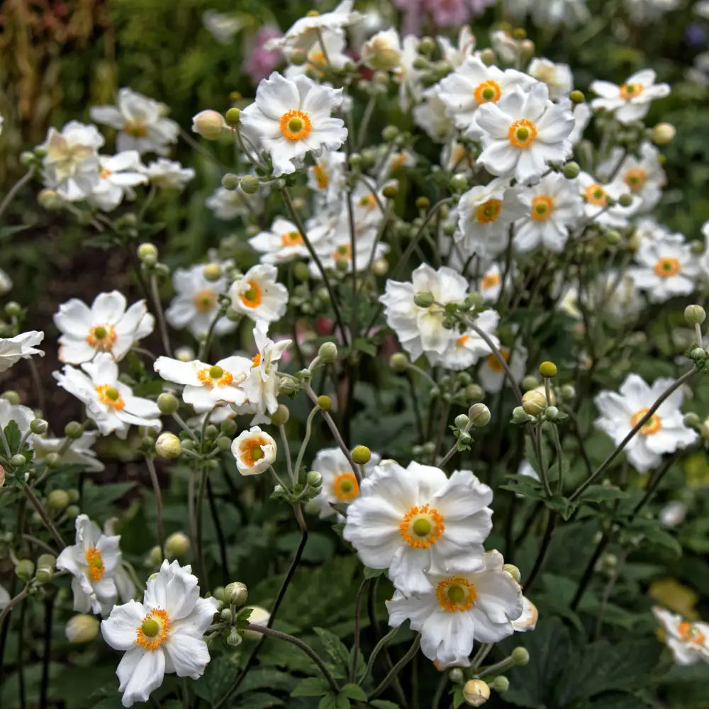 Honorine Jobert Anemone 1 GALLON Perennial