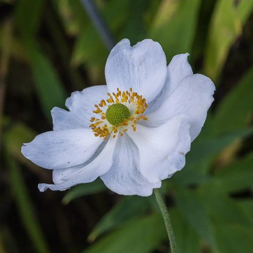 Honorine Jobert Anemone 1 GALLON Perennial