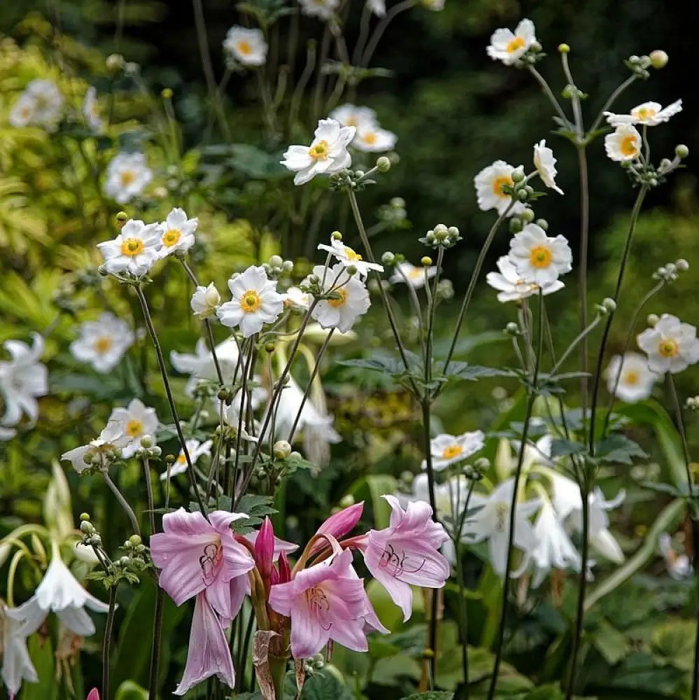 Honorine Jobert Anemone 1 GALLON Perennial