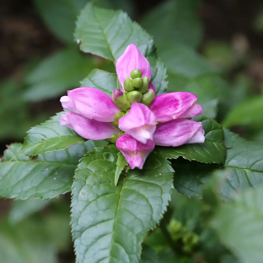 Hot Lips Turtlehead 2 GALLON Perennial