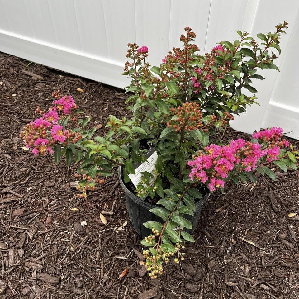 Lagerstroemia 'G19234' - GreatMyrtle™ Cherry Delight Crape Myrtle