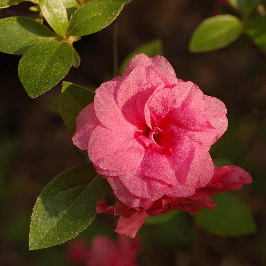 Azalea x 'Rosebud' - Rosebud Azalea