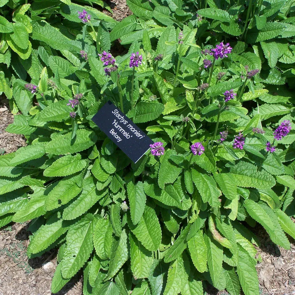 Hummelo Betony 1 GALLON Perennial
