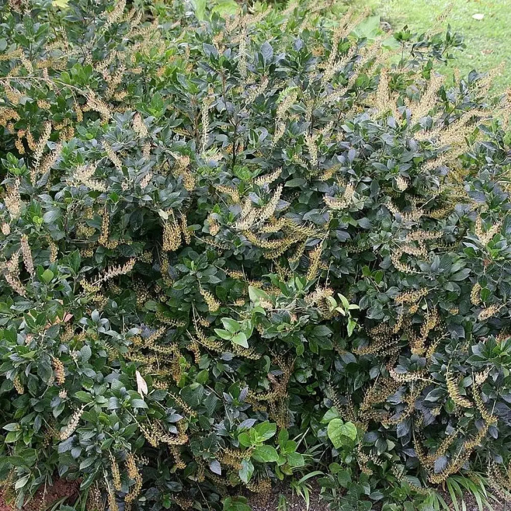 Hummingbird Summersweet Shrub