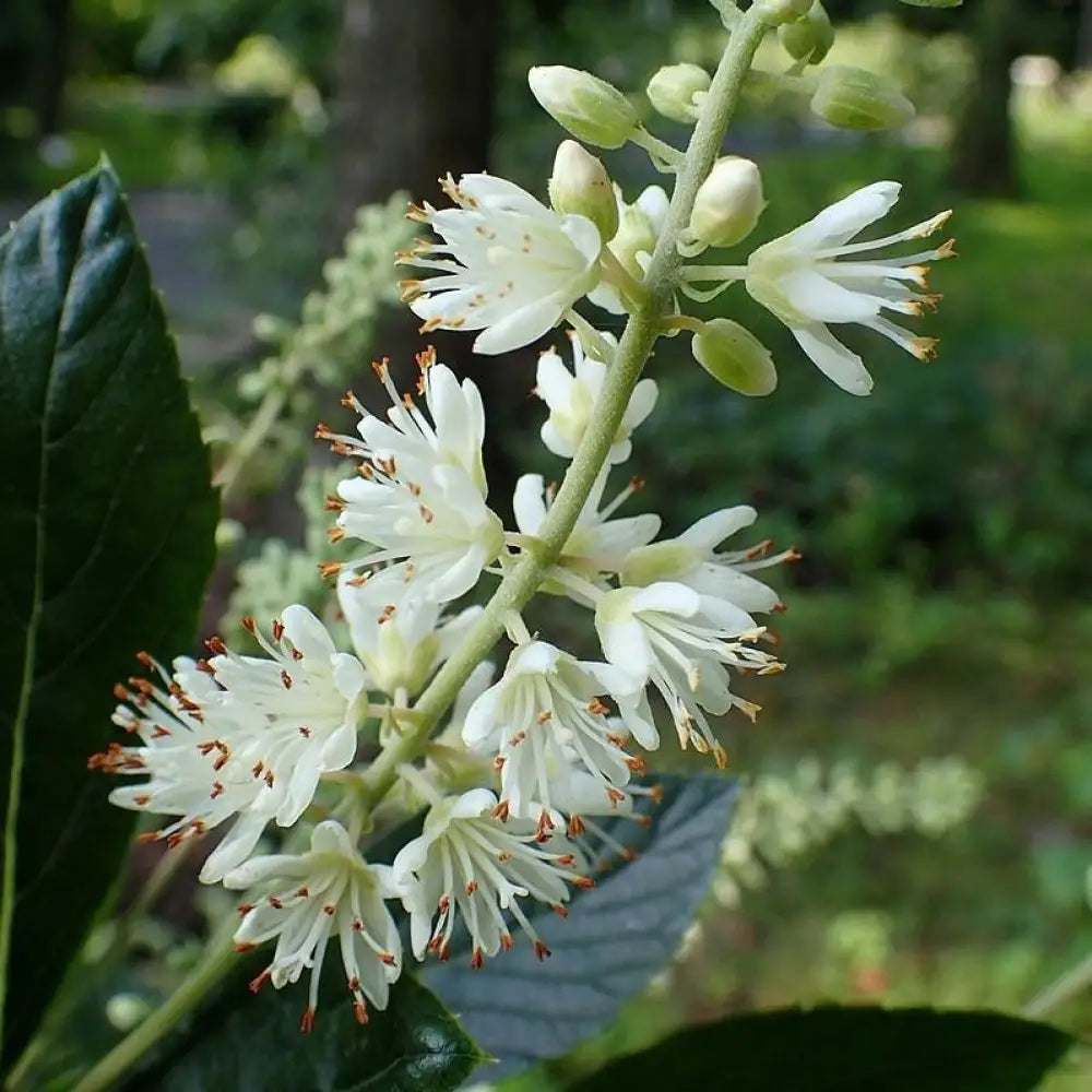 Hummingbird Summersweet Shrub
