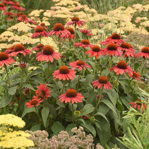 Echinacea 'Frankly Scarlet' - Color Coded® Frankly Scarlet Echinacea