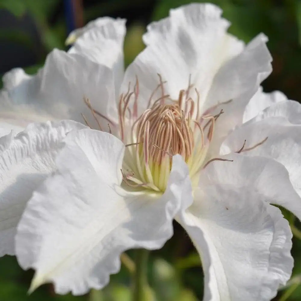 Hyde Hall™ Clematis 8’’ POT Vine