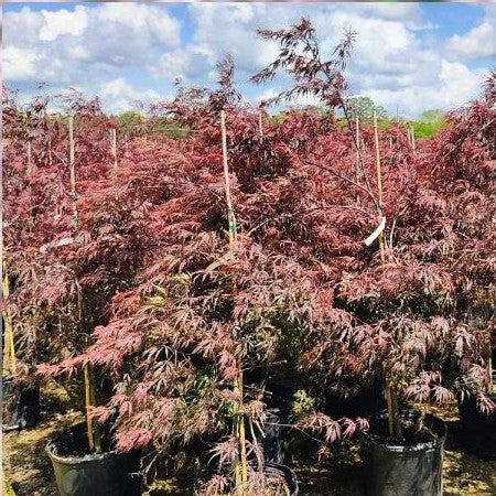 Acer palmatum var. dissectum 'Tamukeyama' - Tamukeyama Japanese Maple