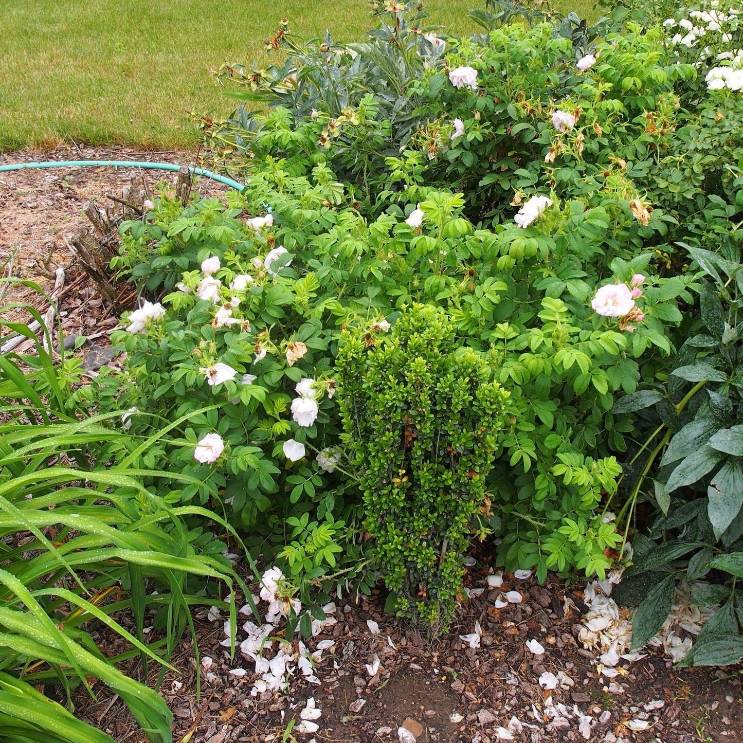 Rosa rugosa 'Schneekoppe' - Snow Pavement Rugosa Rose