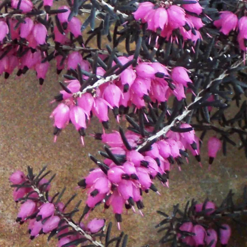 ica x darleyensis ’Kramers Rote’~ Kramer’s Rote Heath 2 GALLON Annual