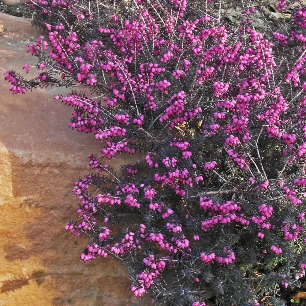 ica x darleyensis ’Kramers Rote’~ Kramer’s Rote Heath 2 GALLON Annual