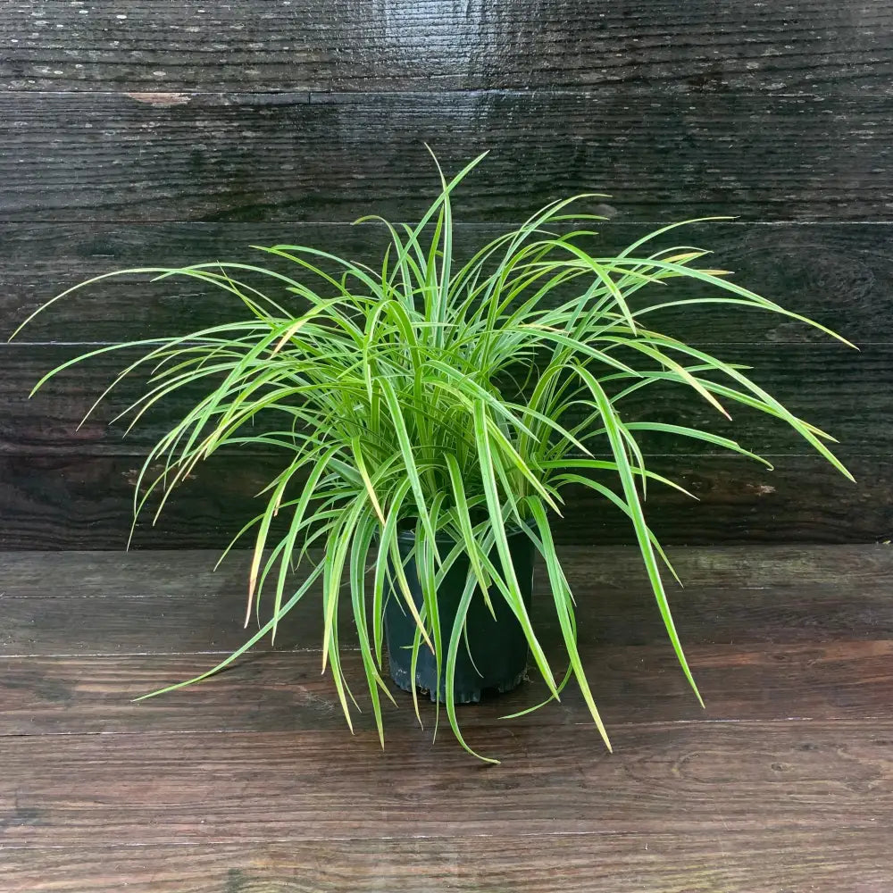 Ice Dance Sedge 1 GALLON Ornamental Grass