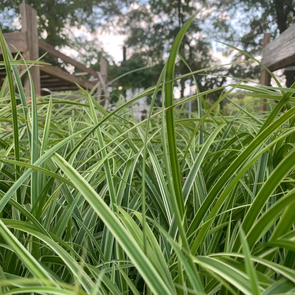 Ice Dance Sedge 1 GALLON Ornamental Grass