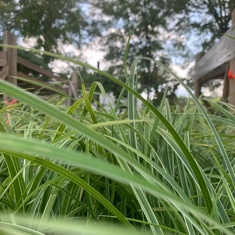 Ice Dance Sedge 1 GALLON Ornamental Grass