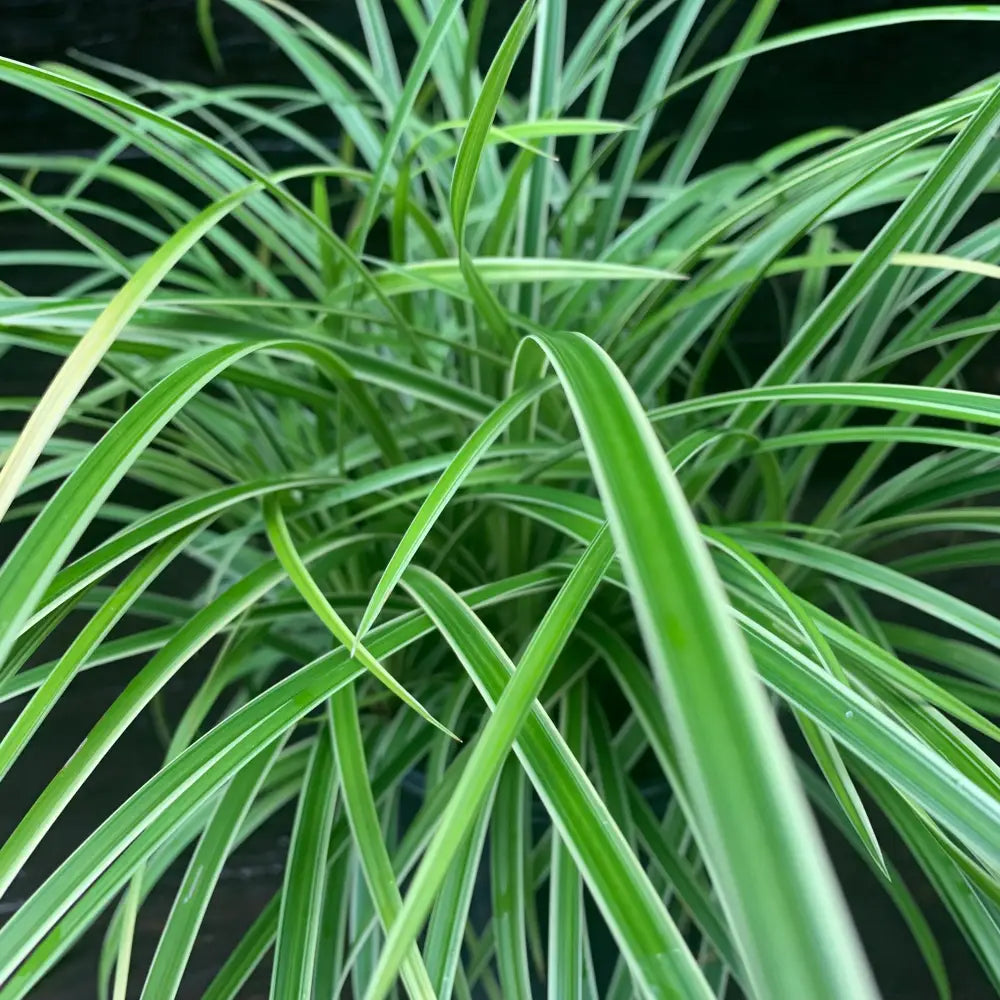 Ice Dance Sedge 1 GALLON Ornamental Grass