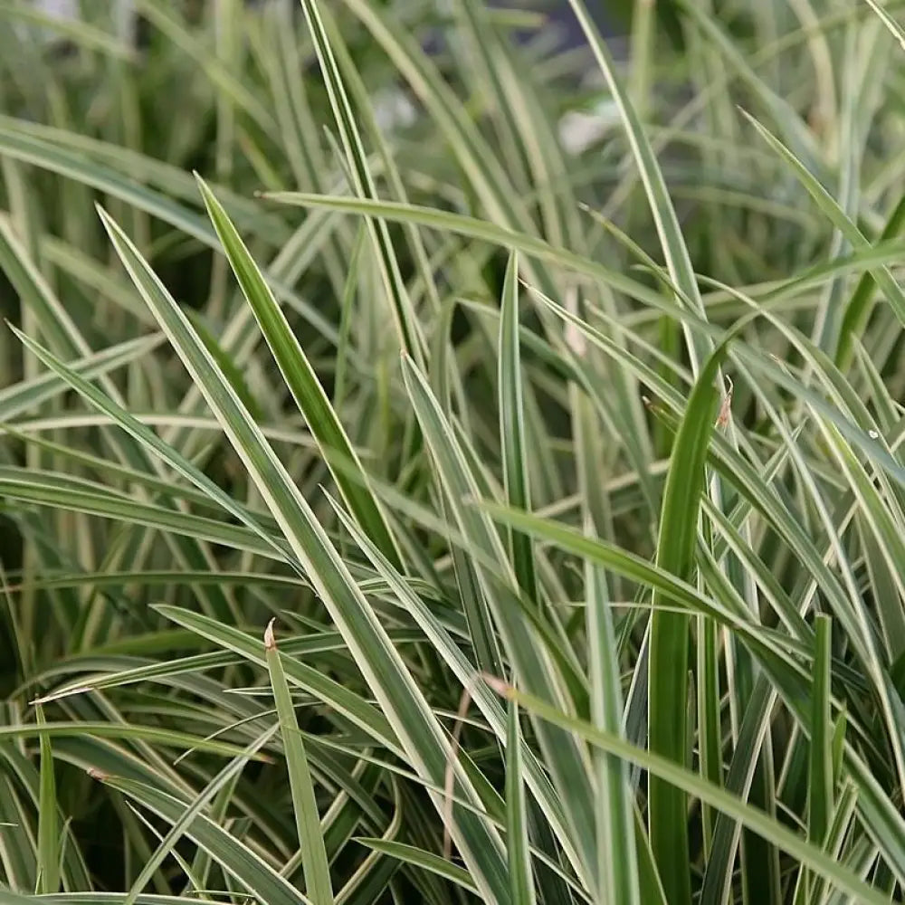 Ice Dance Sedge 1 GALLON Ornamental Grass