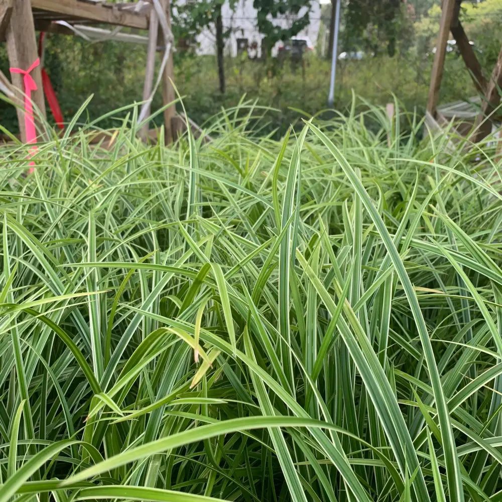 Ice Dance Sedge 1 GALLON Ornamental Grass