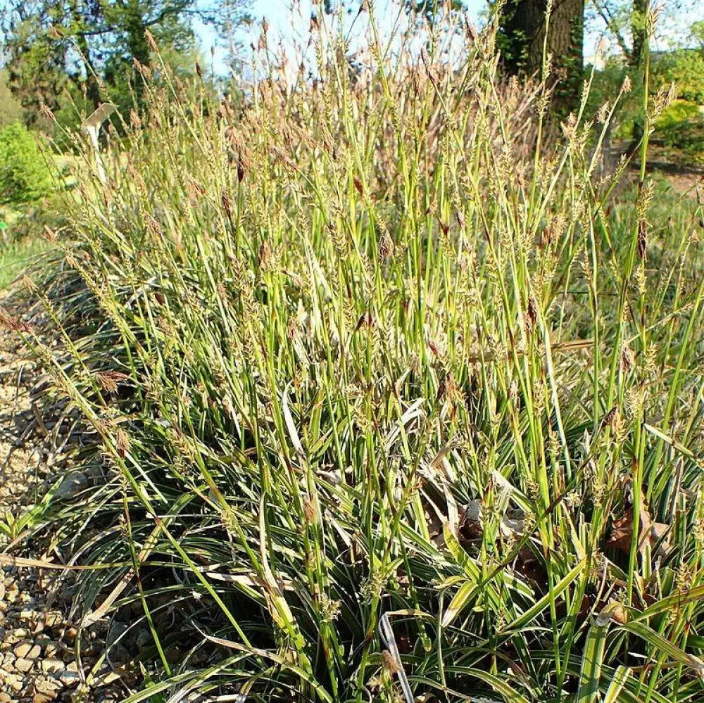Ice Dance Sedge 1 GALLON Ornamental Grass