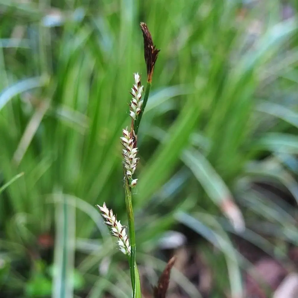 Ice Dance Sedge 1 GALLON Ornamental Grass