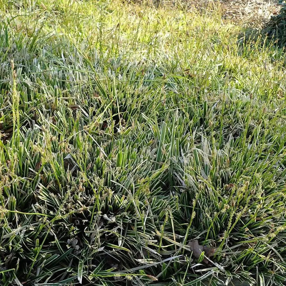 Ice Dance Sedge 1 GALLON Ornamental Grass
