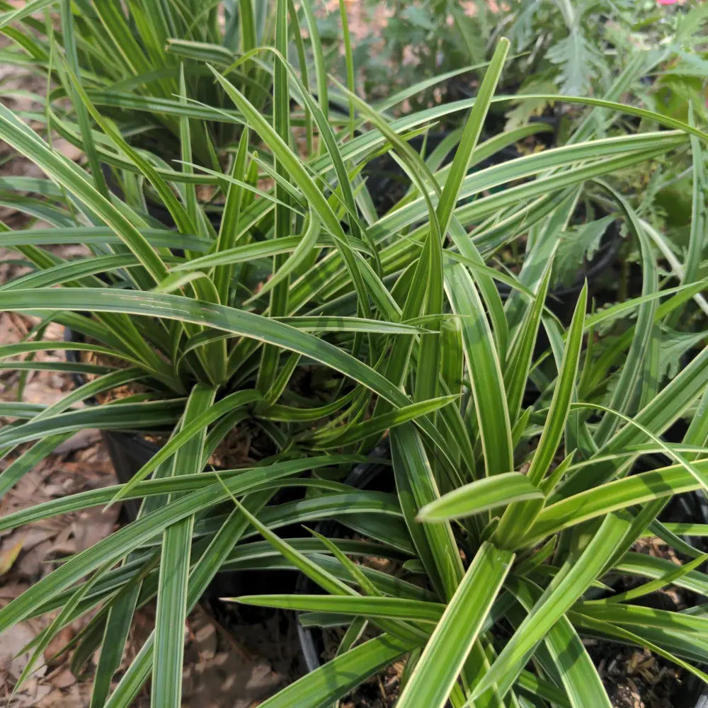 Ice Dance Sedge 1 GALLON Ornamental Grass