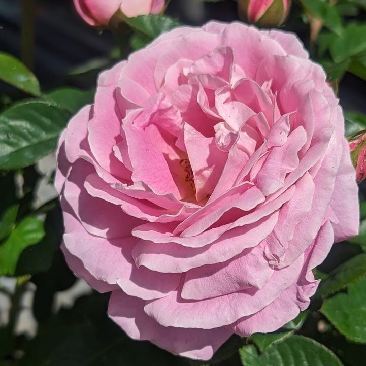 Rosa 'True Perfume' - True Perfume Rose