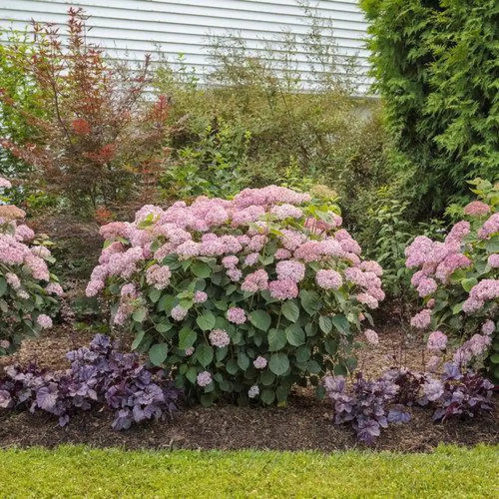 Invincibelle® Spirit II Hydrangea Shrub