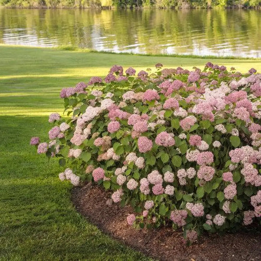 Invincibelle® Spirit II Hydrangea Shrub