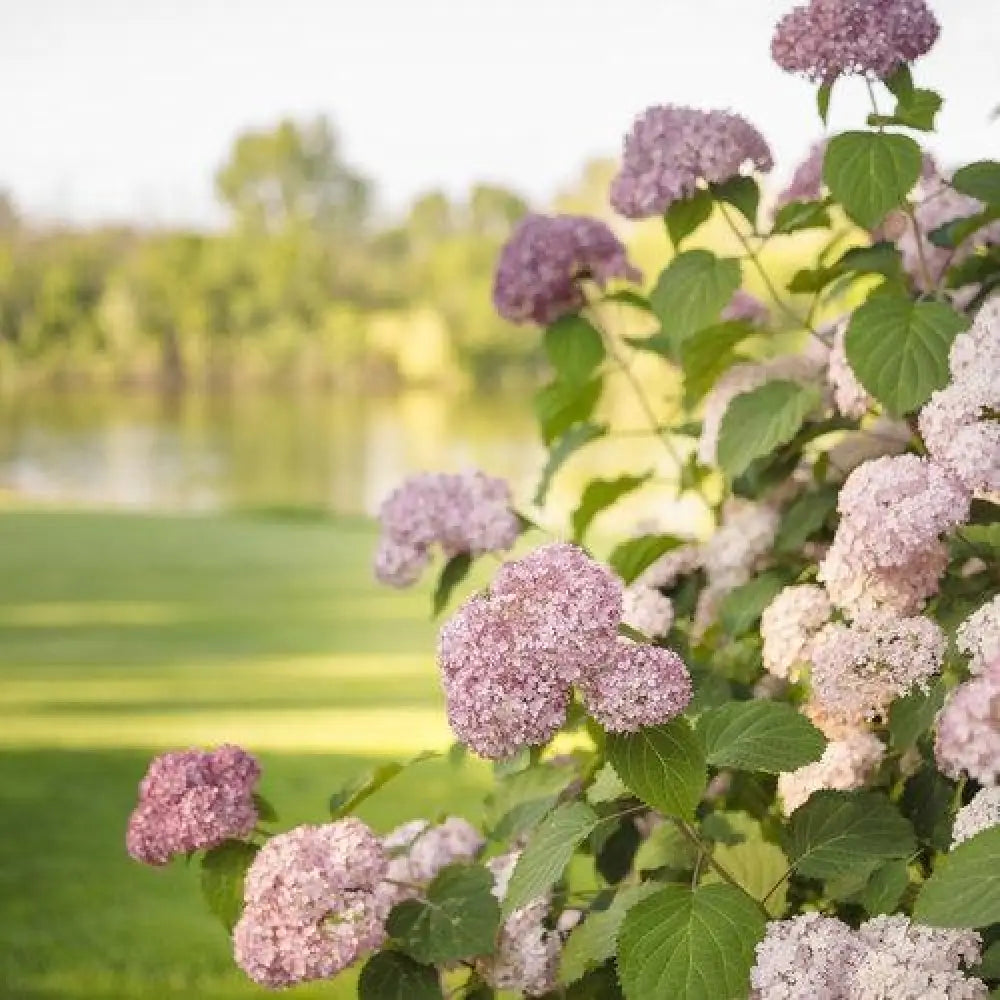Invincibelle® Spirit II Hydrangea Shrub