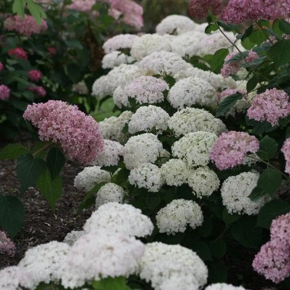 Invincibelle® Wee White Smooth Hydrangea Shrub